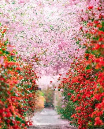 강진 수국길축제 일정 초대가수 강진 여행 2025 완벽 가이드_22