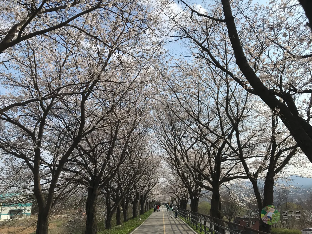 갈산공원-벚꽃-산책길-8