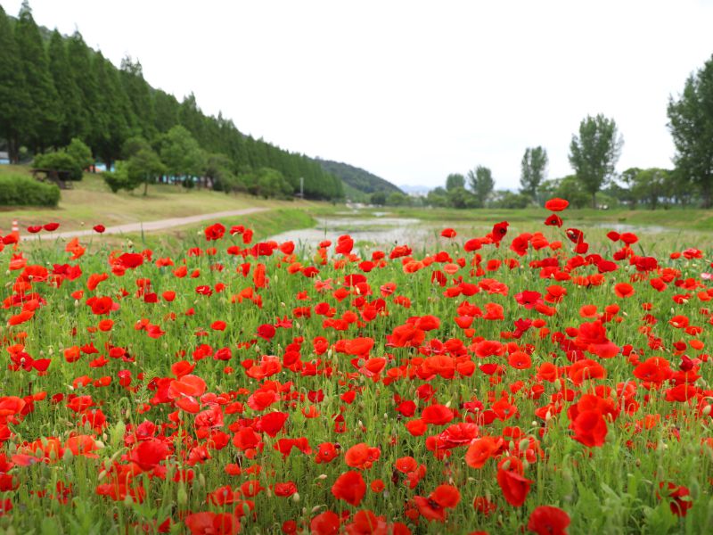 공주 메타세콰이어길