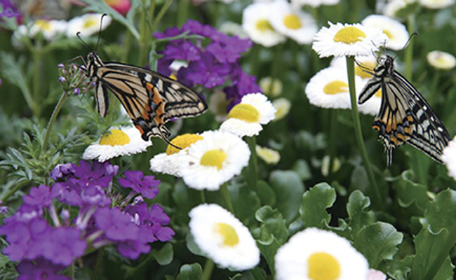 함평나비축제 일정, 초대가수, 입장료 할인정보🦋