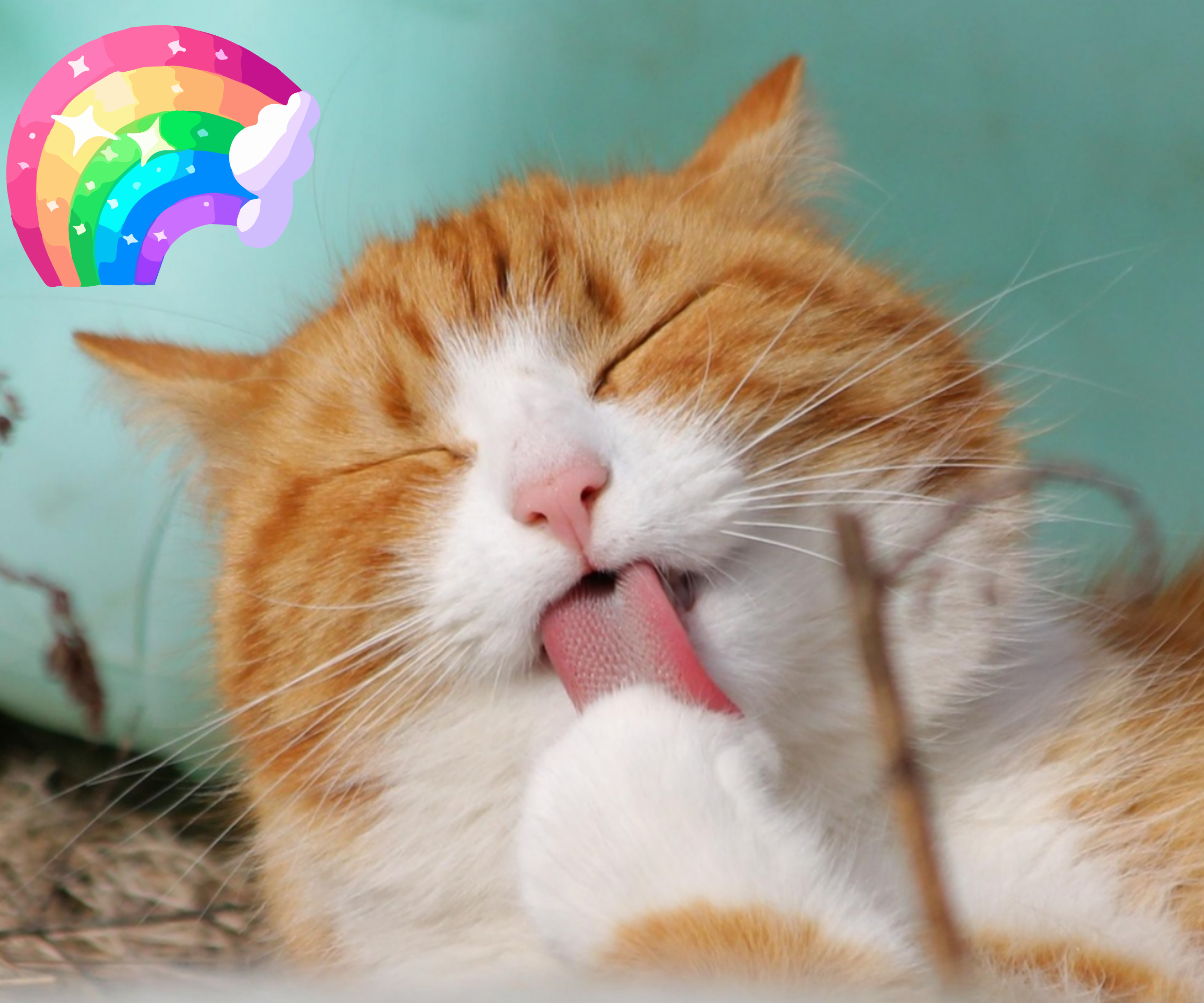 펫 테라피 들어보셨나요? 반려동물이 정신건강에 미치는 영향