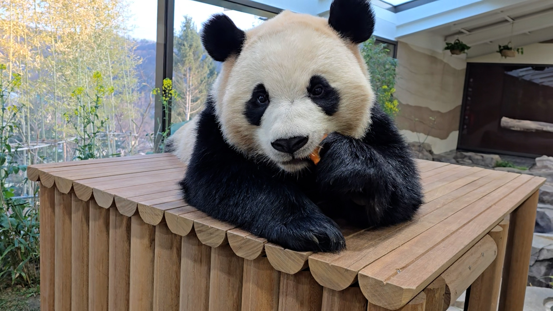 당근 반응속도 0.5초｜#클립와쏭 #2