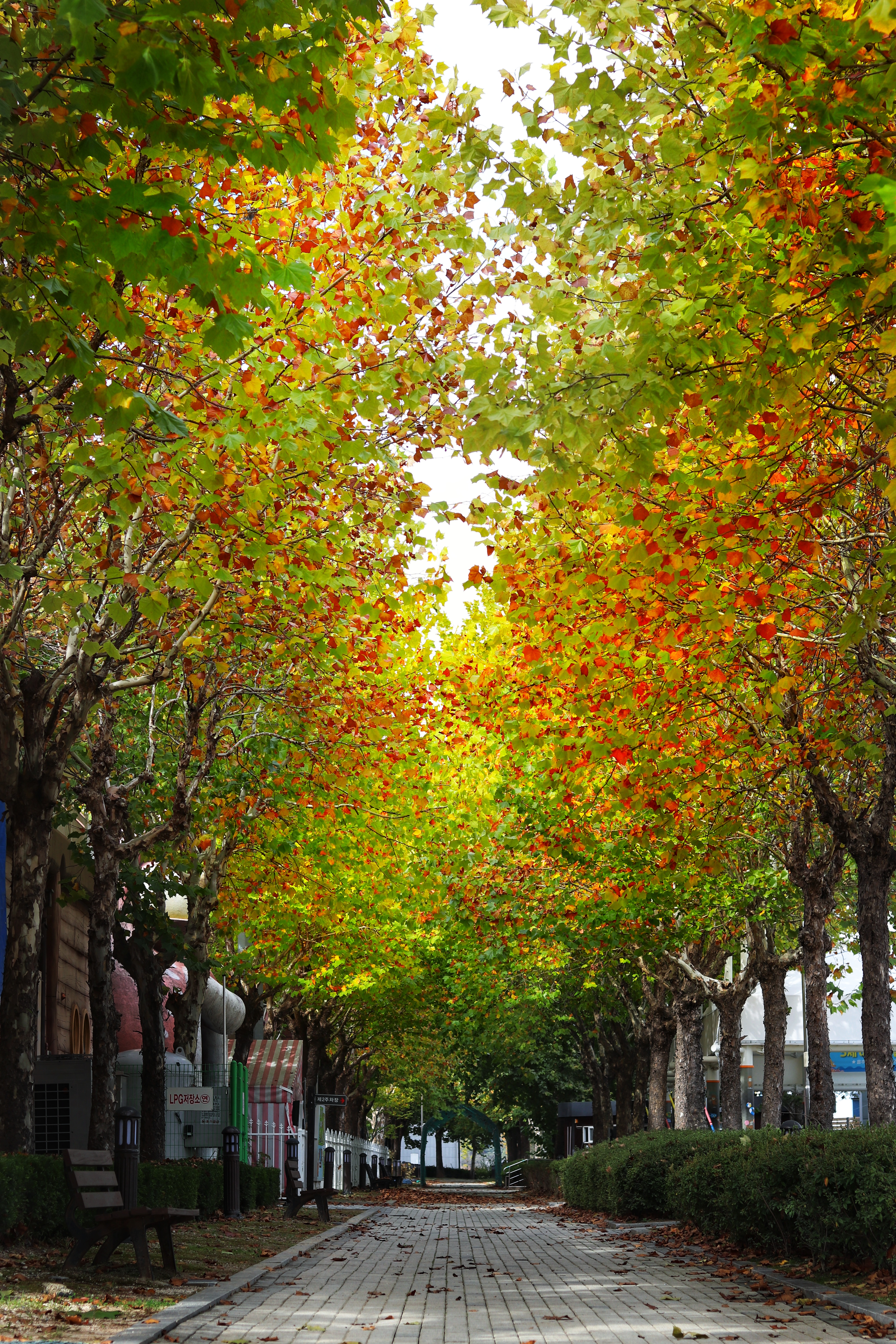 탄금대공원 가을 단풍 풍경