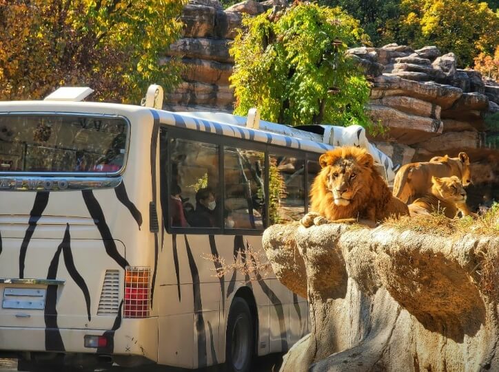 에버랜드 사파리