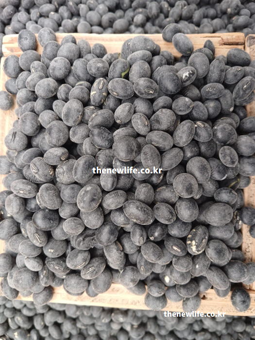 꾸준히 섭취하면 인슐린 저항성 개선에 효과적인 GI 당지수 낮은 음식 콩류 실물