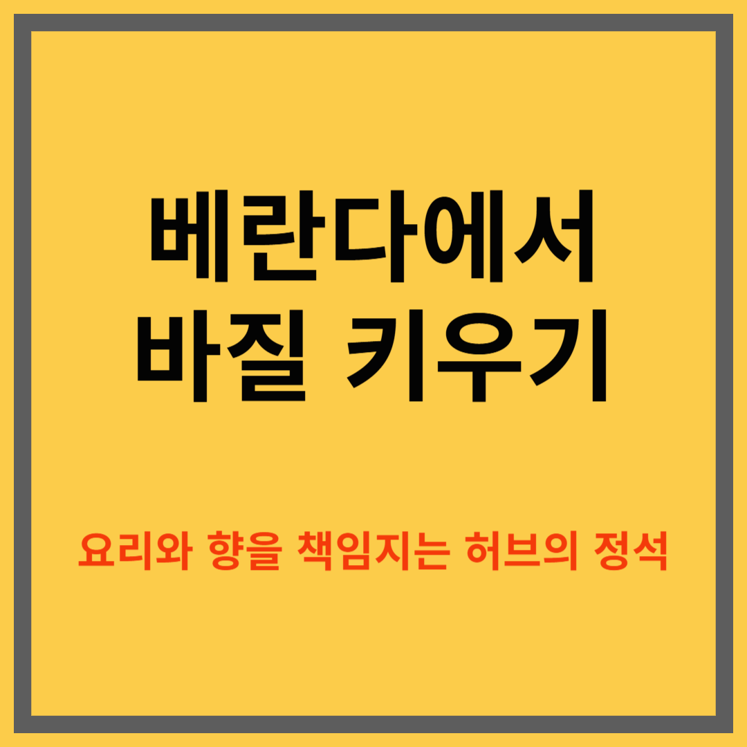 베란다에서 바질 키우는 방법, 요리에 활용하기 좋은 허브 가이드