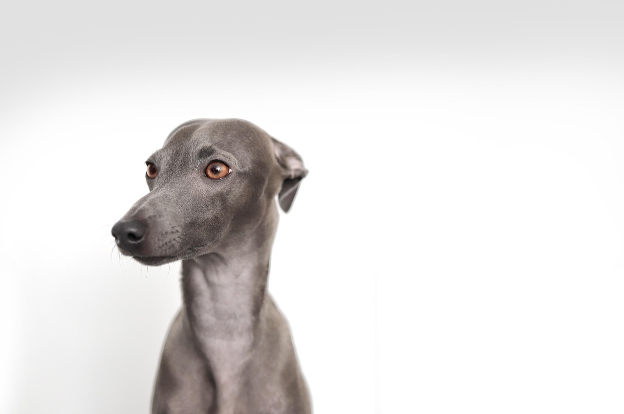 이탈리안 그레이하운드 (Italian Greyhound)