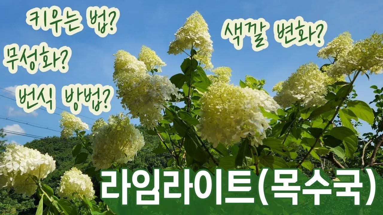 수국 키우는법 개화시기 삽목시기 가지치기 화분 물주기_5