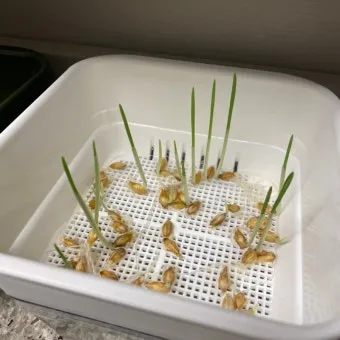 귀리 재배 봄 파종 배수 관리 비료량 조절_13