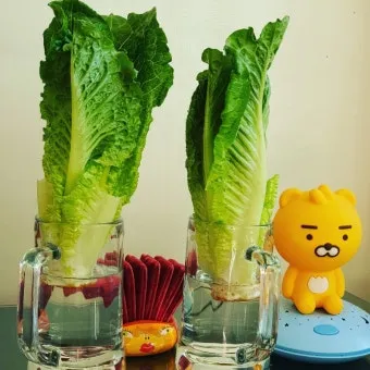 로메인 재배 재식 거리 통풍 확보 병해 줄이기_3