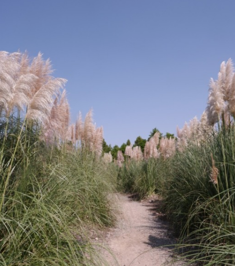 가을에 꼭 가야 하는 억새 명소