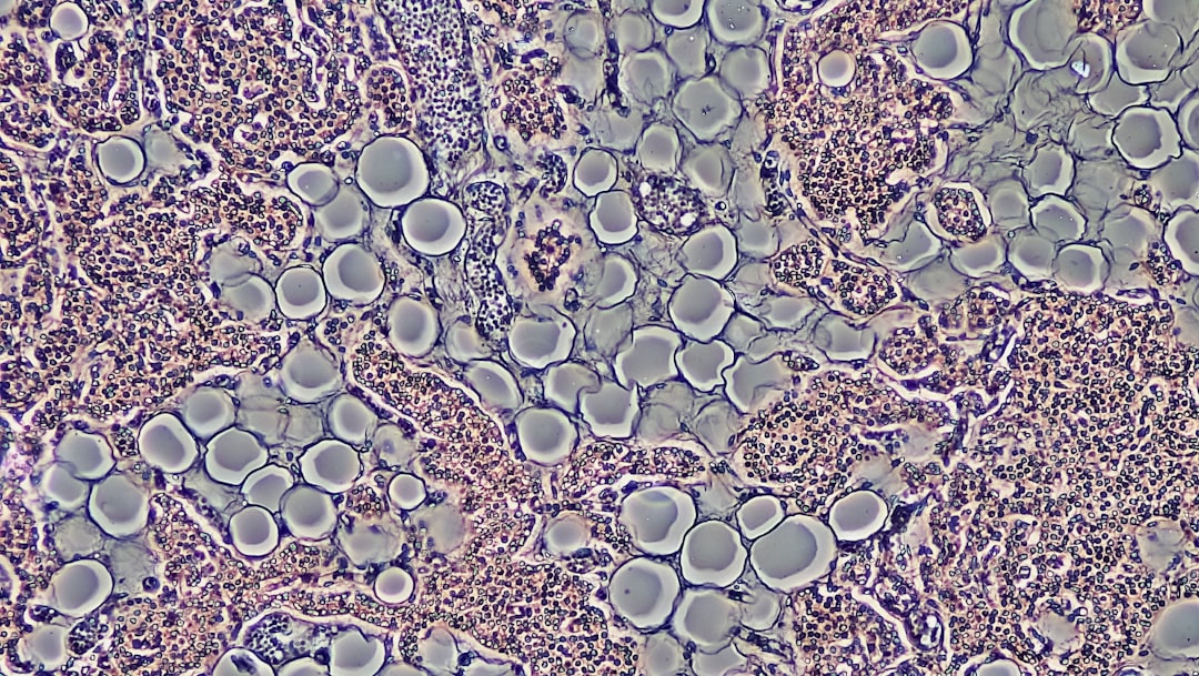 Immune cell