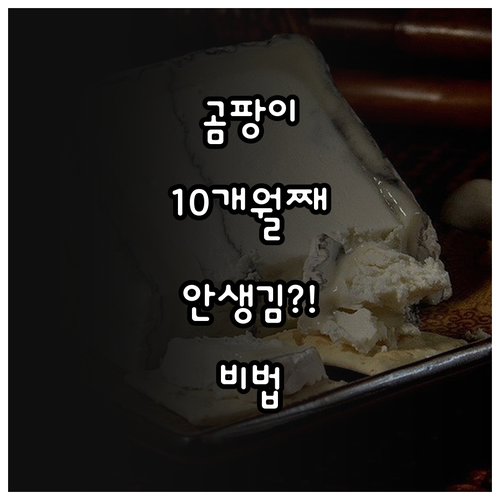 실제 곰팡이 제거 후기 10개월 재발..