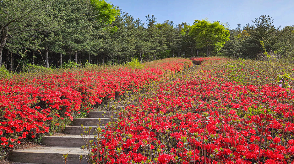 [4월 봄꽃 축제]제3회 영인산 철쭉제❘기간, 일정, 프로그램, 철쭉 개화 상황정리