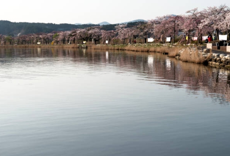 강릉 경포대 가서 벚꽃길을 찍은 사진