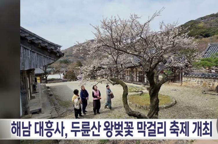 해남 벚꽃