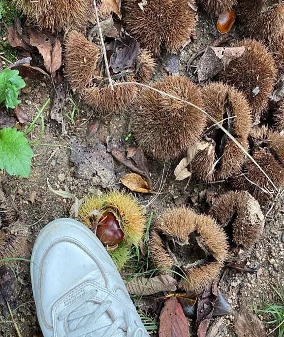 오봉산유아숲체험원