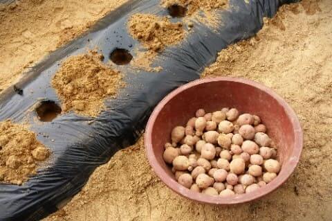 홍감자-빨간감자-재배-심기-씨감자-준비하기