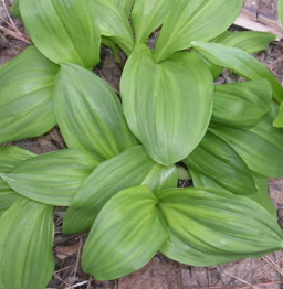 명이나물 효능 부작용 고르는법 영양성분 먹는법