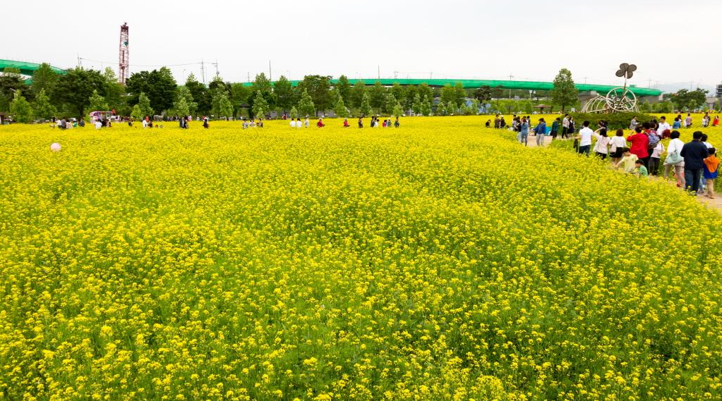 2023.유채꽃 한강예술제.2023년.입장료.가는길.주차장.일정.총정리