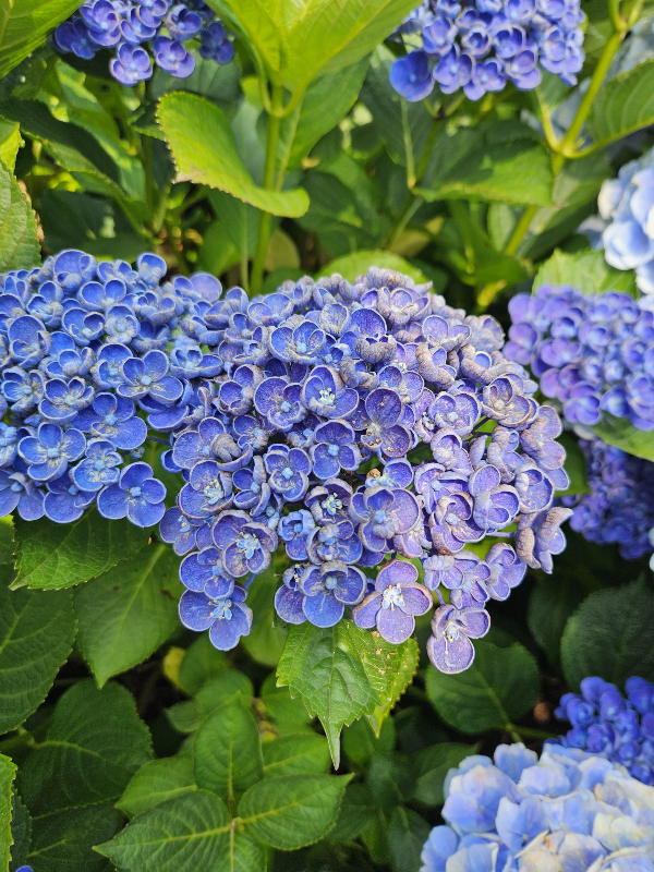 팝콘 수국