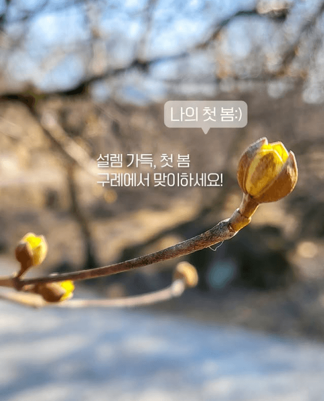 2025 봄꽃 축제 - 산수유2