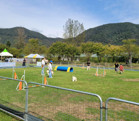 자라섬 꽃축제의 반려동물 놀이터