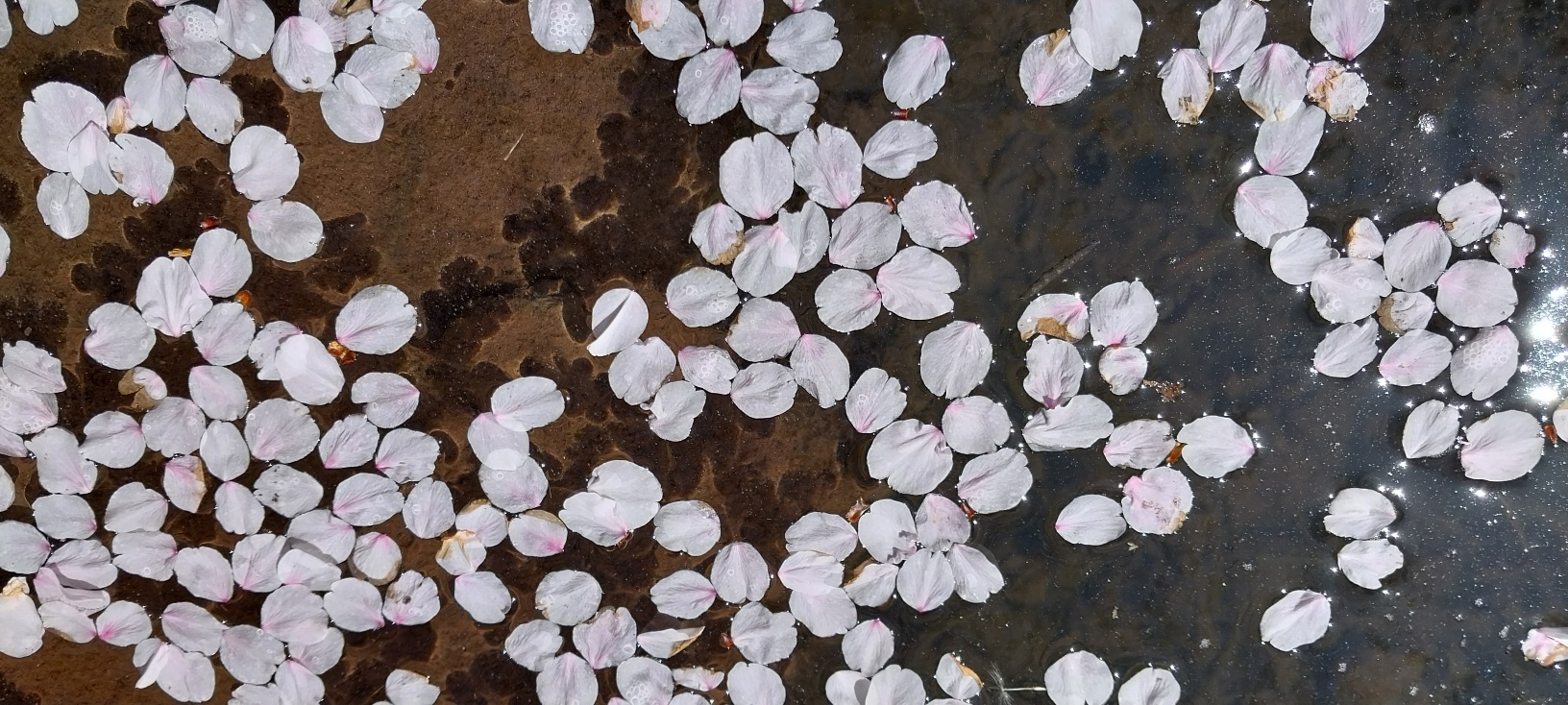 제주 예래생태공원 벚꽃