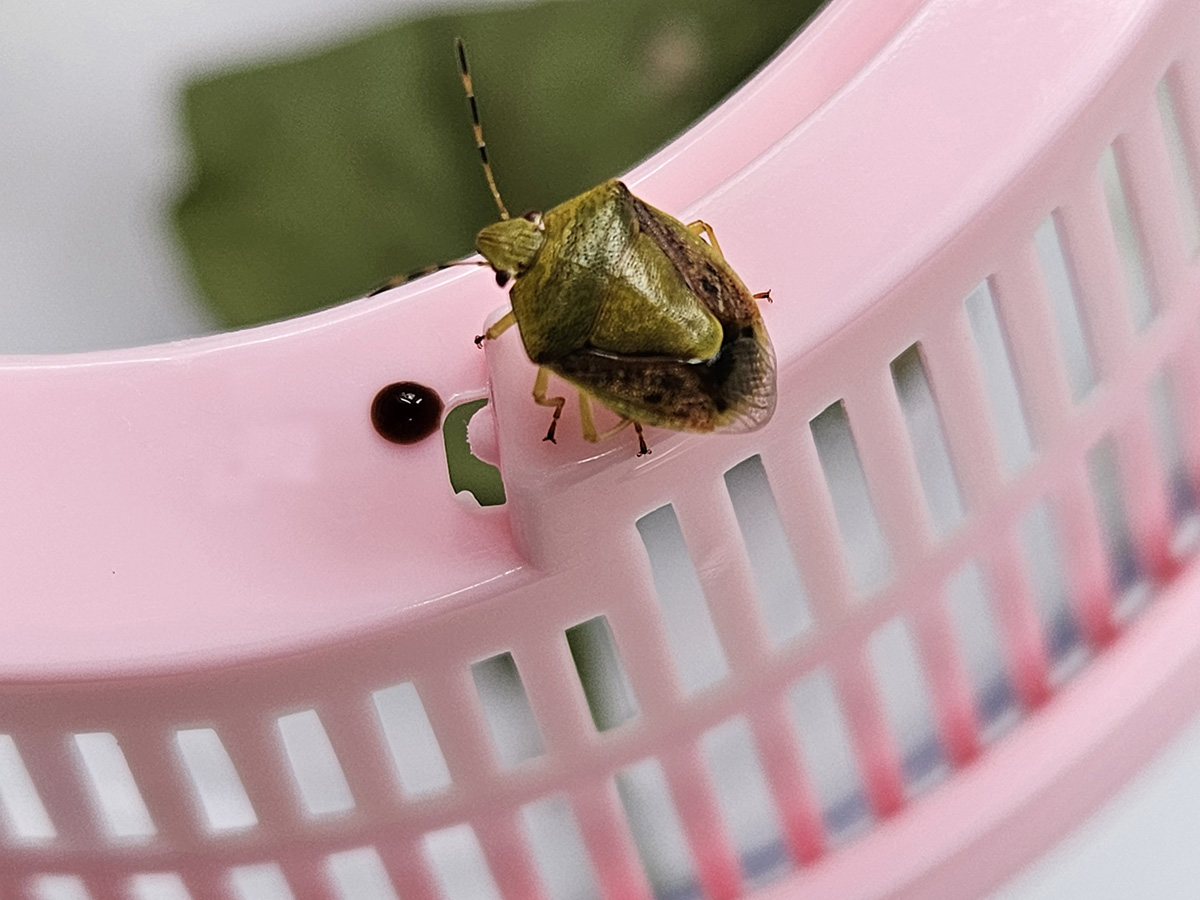 갈색날개노린재12