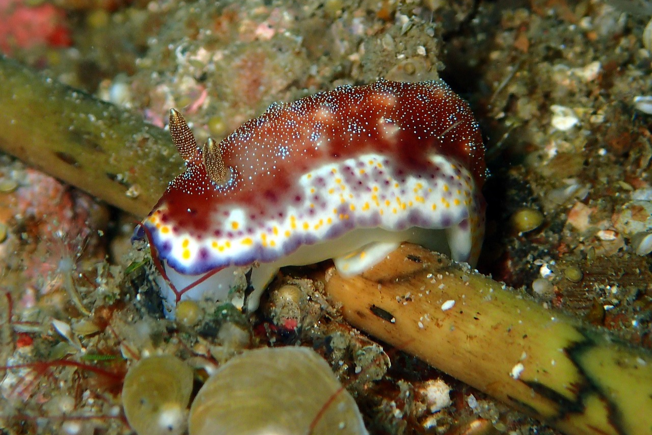 5월 제철음식 멍게 손질법 멍게비빔밥