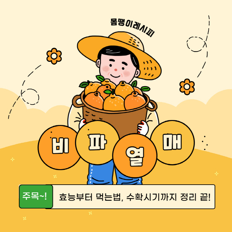 비파열매 효능부터 먹는법, 수확시기까지 완전 정리!