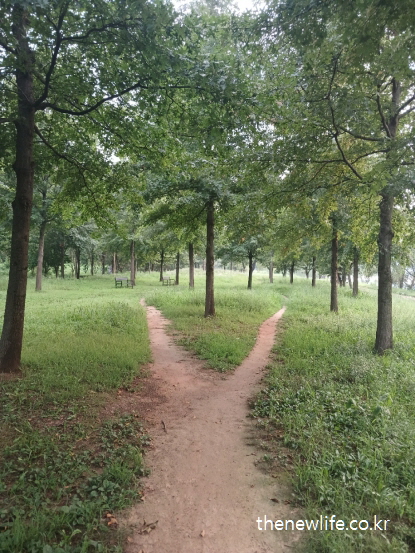 서울 맨발 걷기 좋은 장소 – 나무 사이로 잔디밭과 흙길이 갈라지는 이색적인 맨발 걷기 장소