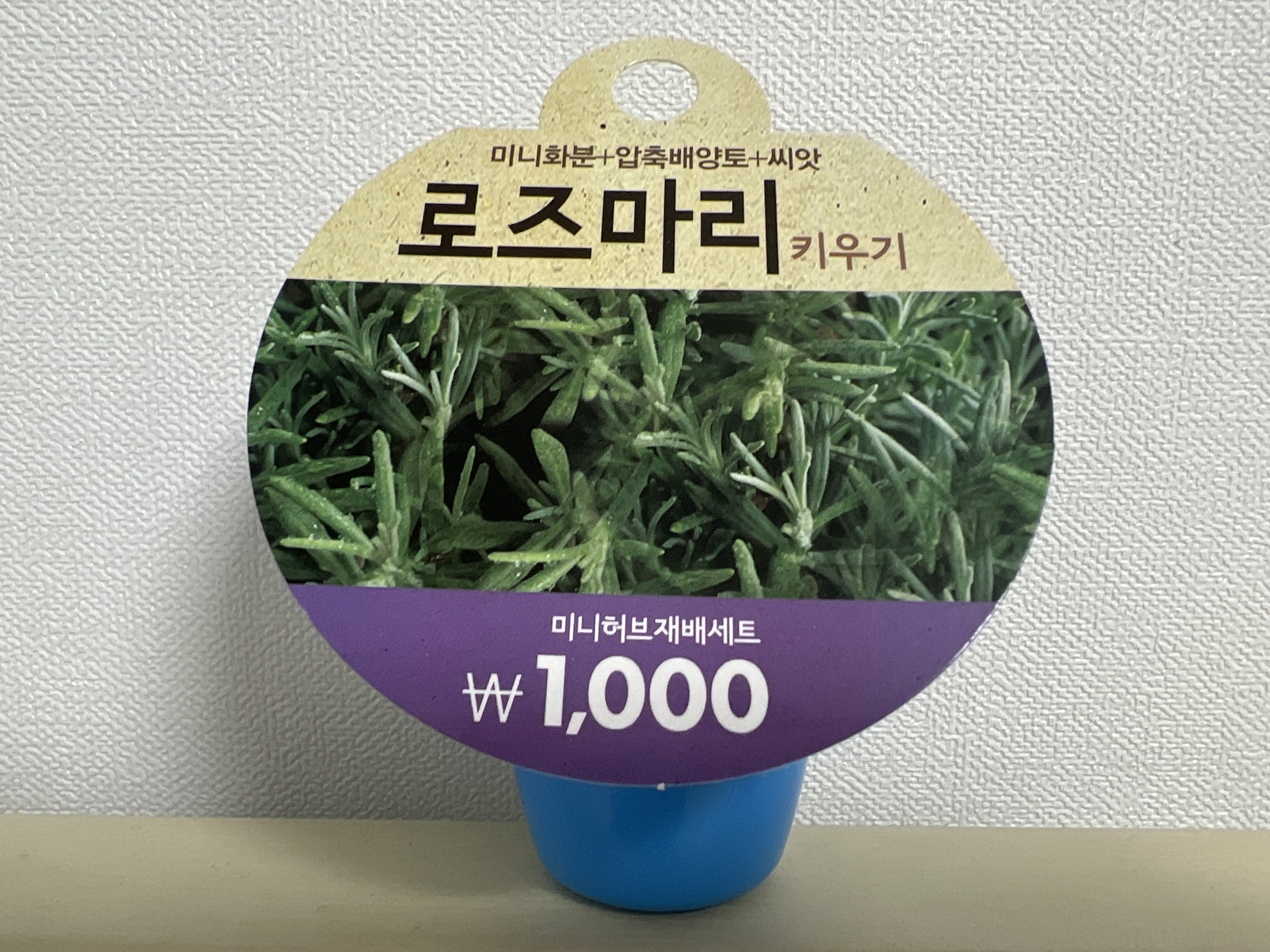 다이소 로즈마리 키우기