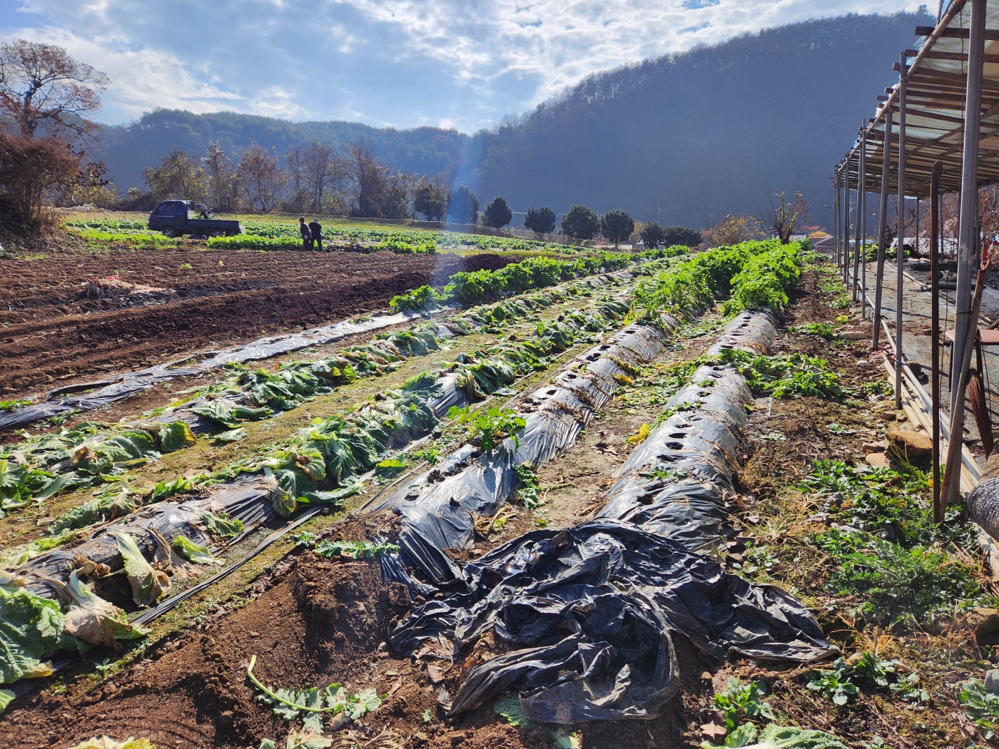 배추는 이미 뽑은 배추밭, 저멀리 무우, 갓 밭