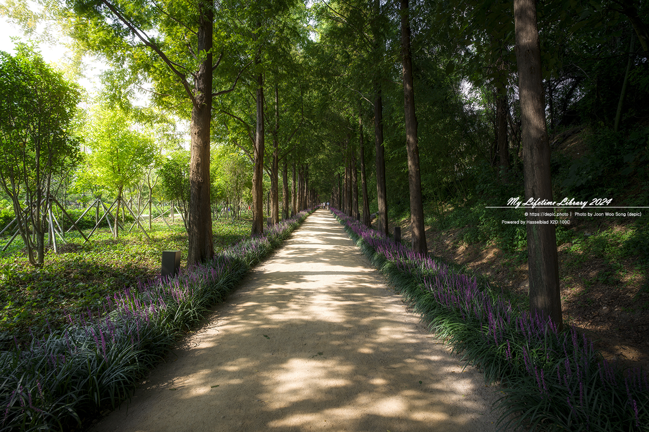 영천 우로지 맥문동