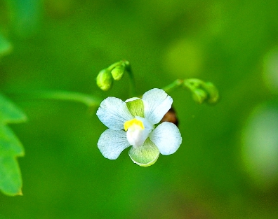 가을에 피는 꽃 풍선덩굴