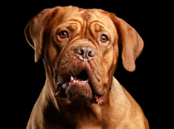 보르도 마스티프의 얼굴.