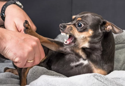 Angry Dog/출처:어도비스톡