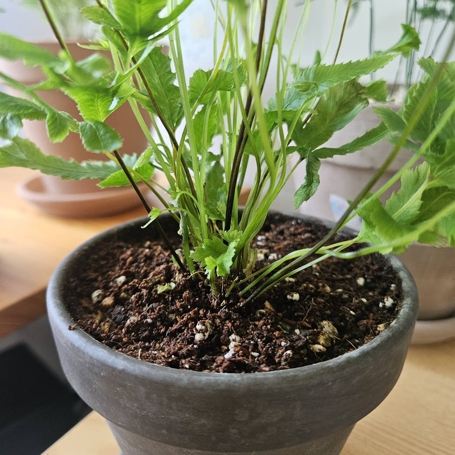 달빛고사리 새순