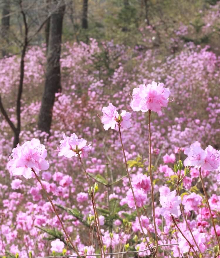 화담숲 예약 모노레일 단풍 절정 후기 총정리