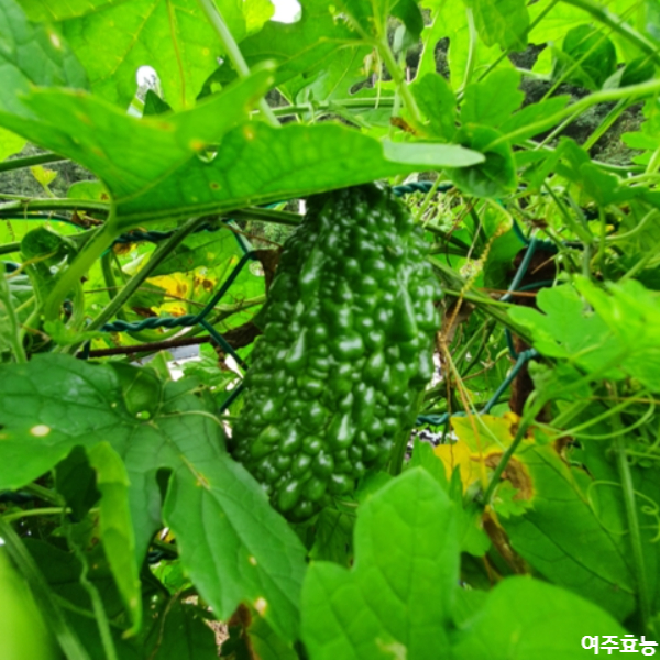 여주 효능│여주 효능 알고 드세요!