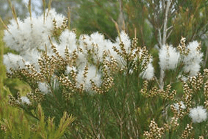 티트리오일 효능13