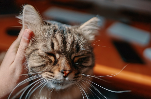 쓰다듬고 있는 고양이