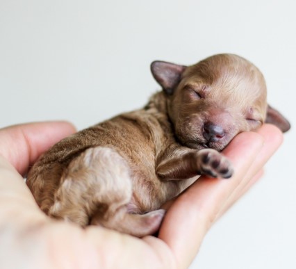 반려동물 직업 트렌드&amp;#44; 동물보호사&middot;행동지도사&middot;펫보험까지