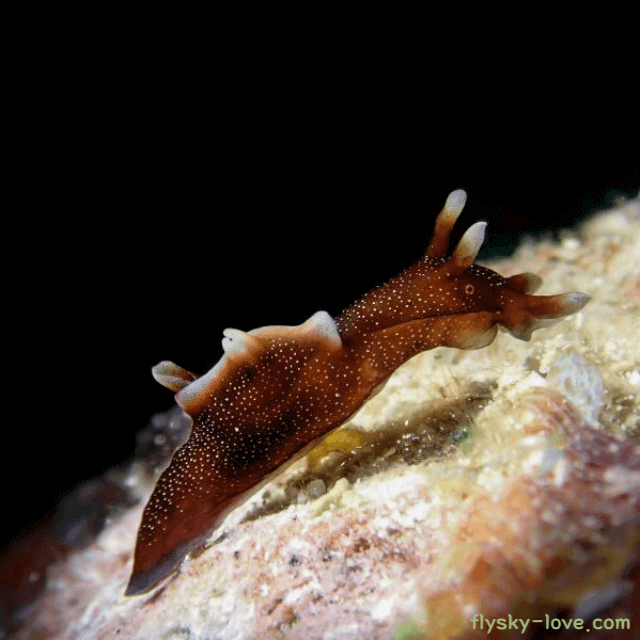 바다 달팽이 군소