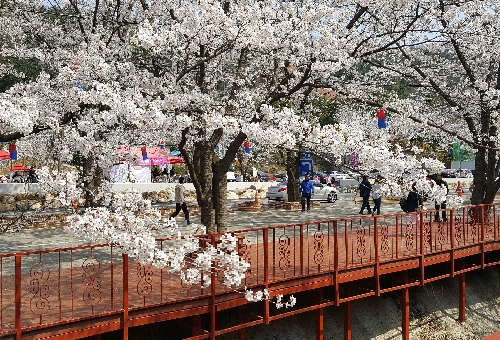 가평 벚꽃명소 에덴벚꽃길 벚꽃축제