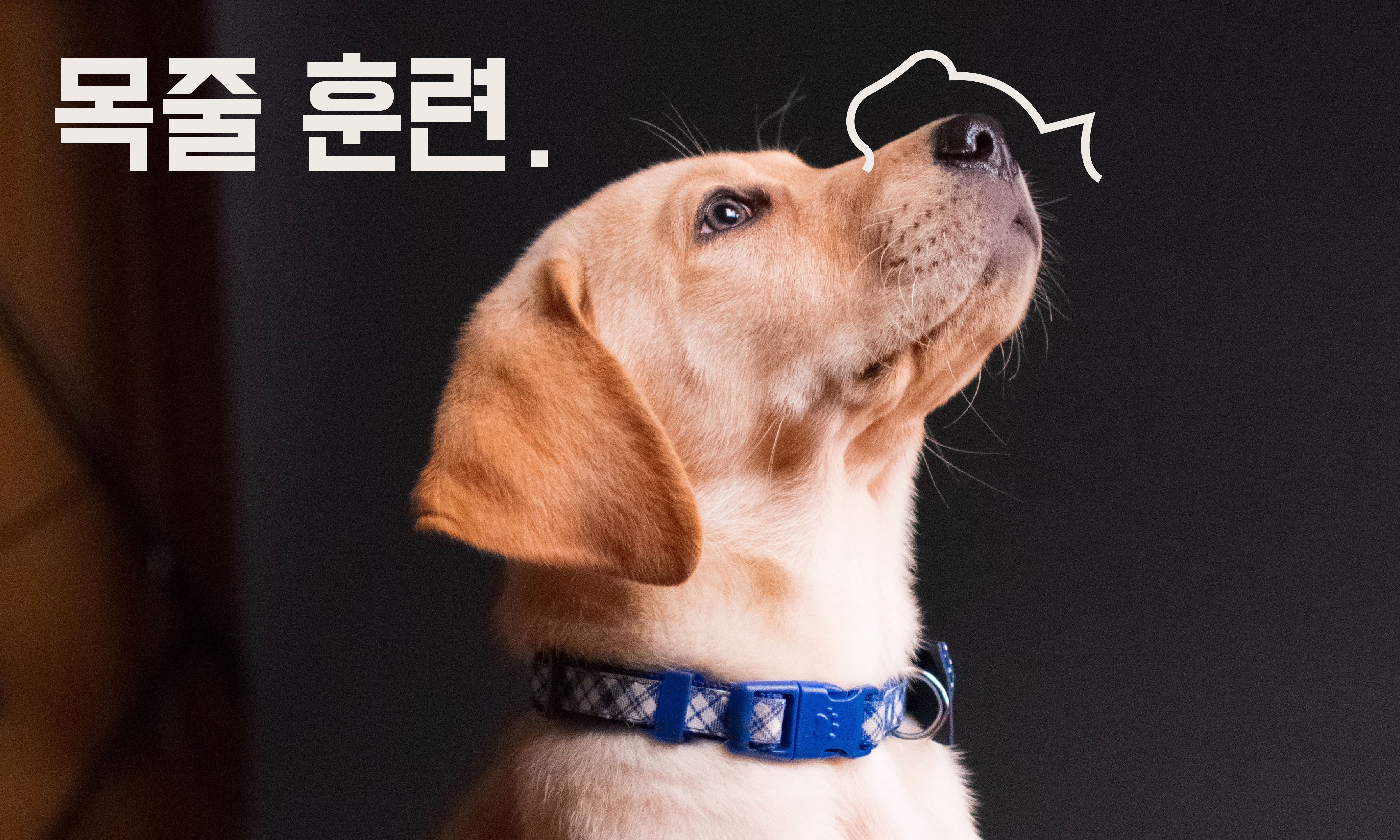 강아지 목줄 훈련