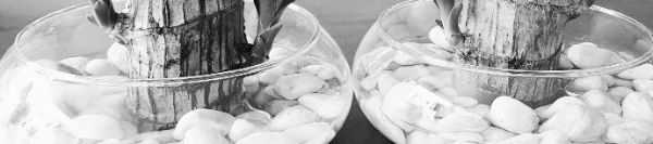 행운목 키우는 방법: 수경재배