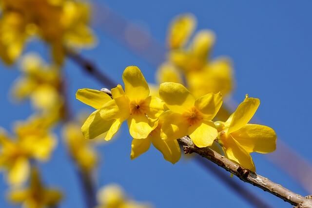 봄꽃 개화 시기 2025, 추천 명소와 축제 일정, 실시간 개화현황 확인하기