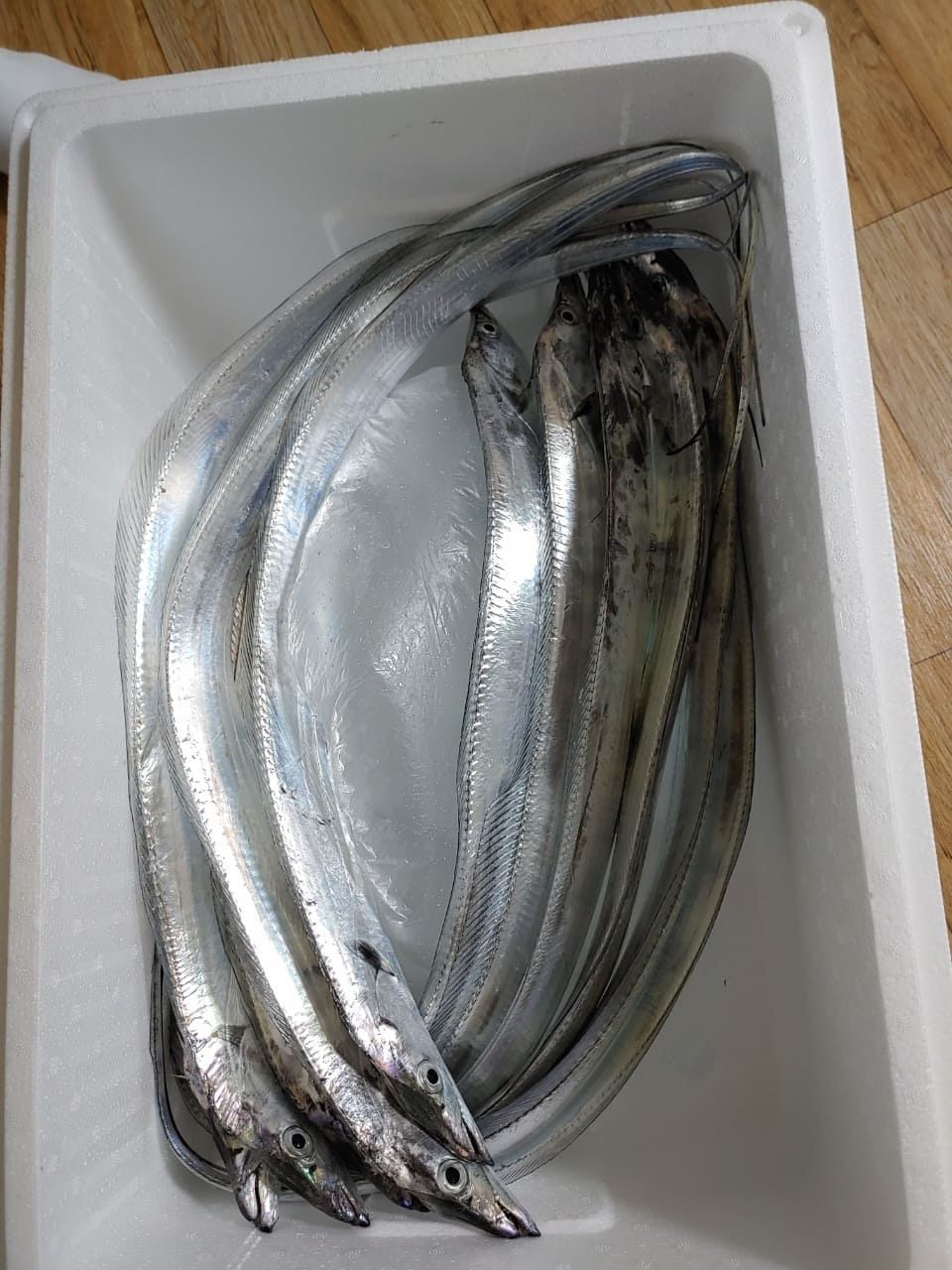 선상-갈치